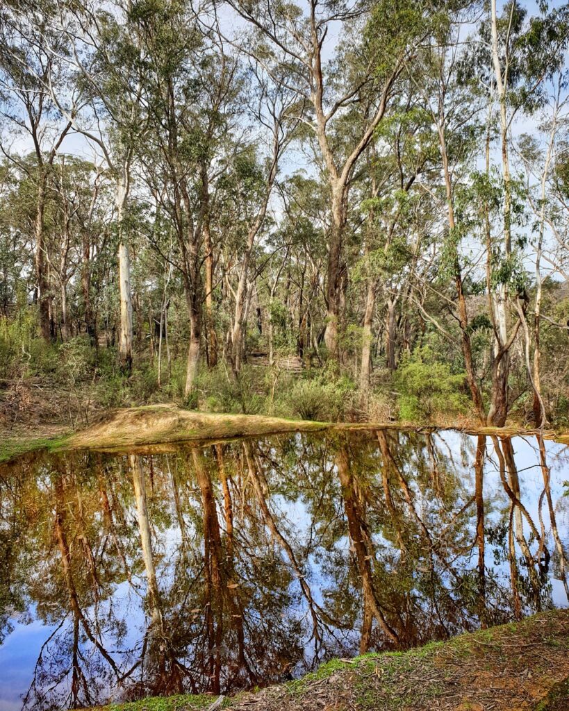 Deep reflections at fasting retreat NSW – forest immersion